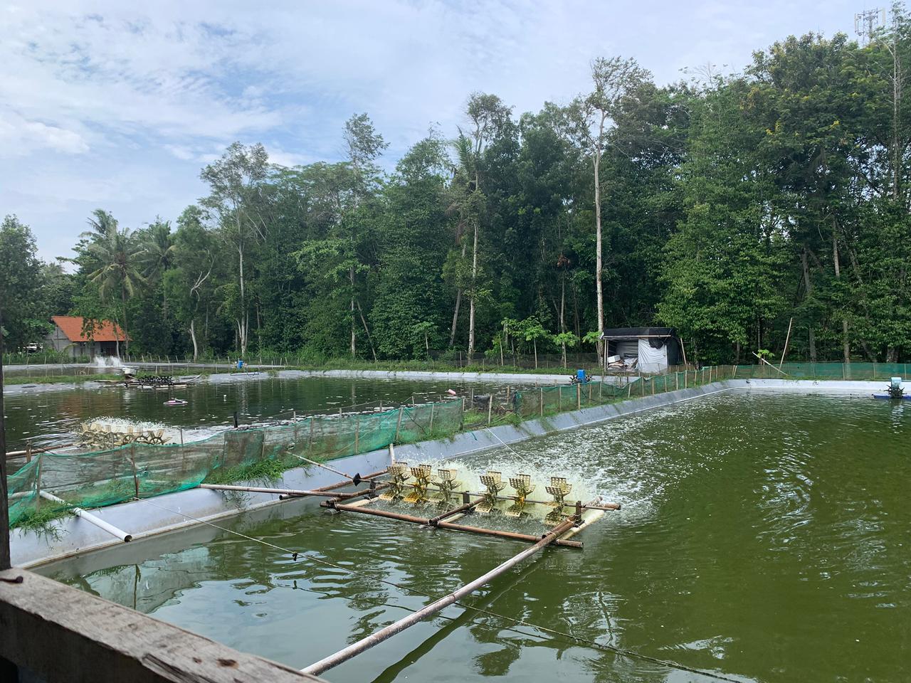 WhatsApp Image 2025-12-01 at 15.19.42_2e41146a One of the shrimp farm